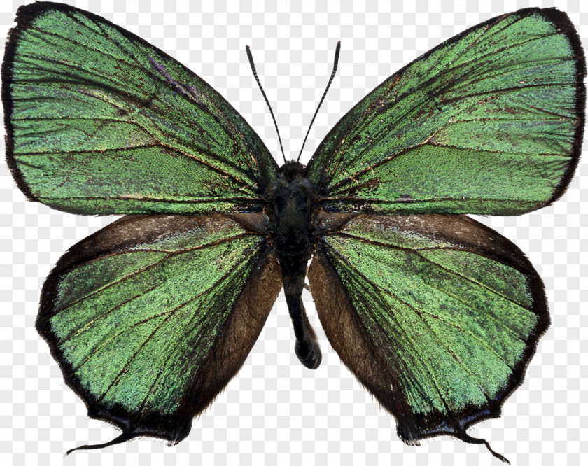 Papillon Butterfly Stock Photography Green Desktop Wallpaper PNG