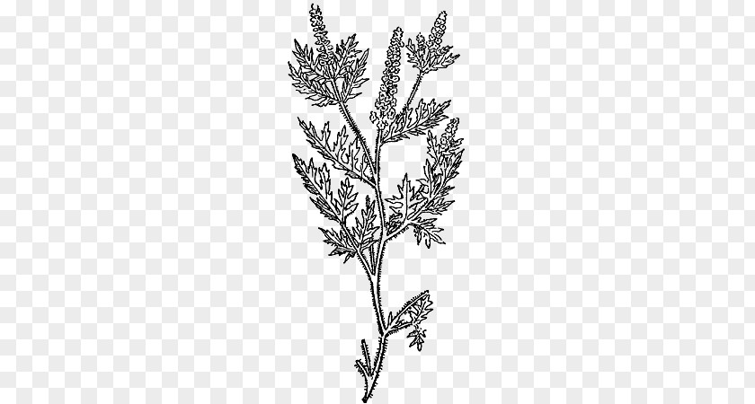 Ragweed Zeus Iliad Plant Stem CollectedPapers PNG