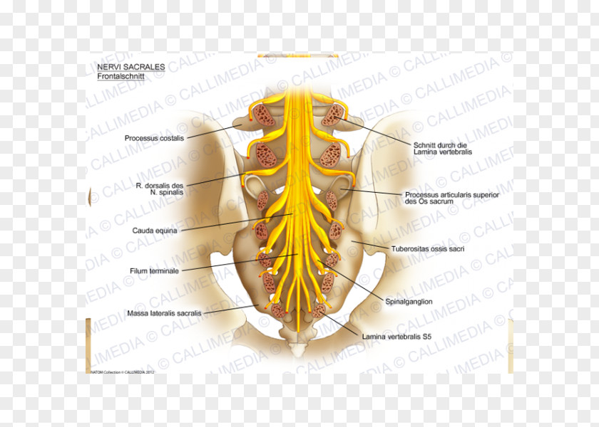 Sacrum Sacral Nerves Anatomy Nervous System PNG