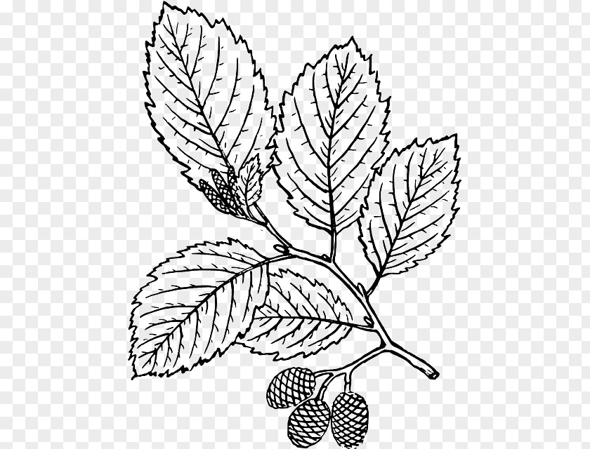 Tree Branch With Leaves Leaf Coloring Book Red Alder PNG