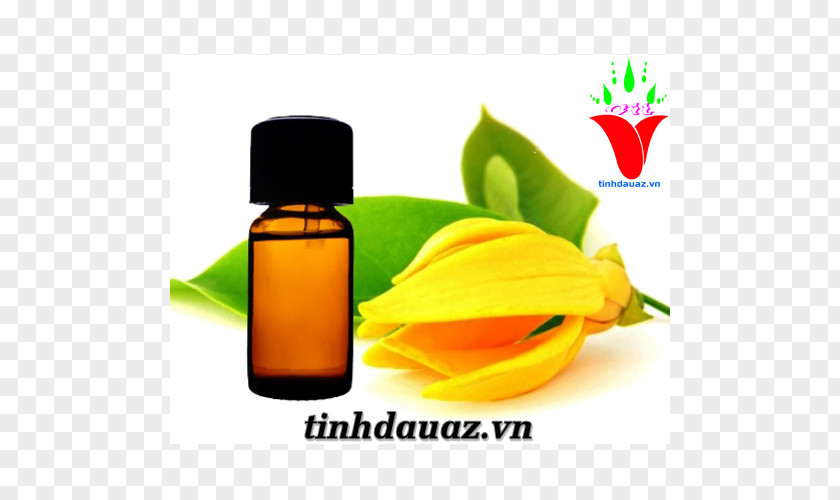 Ylang Cananga Odorata Tinh Dầu Ngọc Lan Tây Essential Oil Perfume PNG