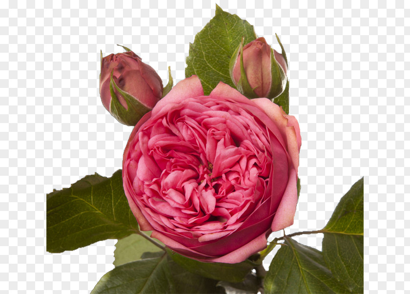 Alstroemeria Garden Roses Cabbage Rose French Floribunda PNG