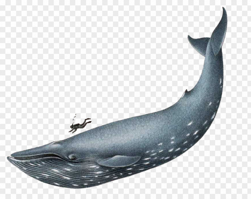 Blue Whale File Sea Clip Art PNG