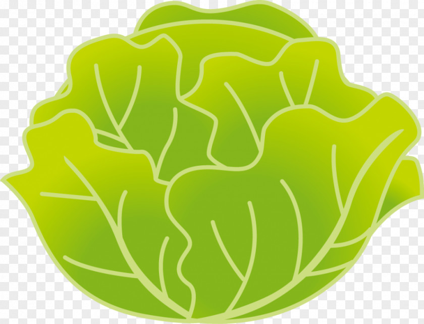 Cabbage Leaf Vegetable Kohlrabi Food PNG