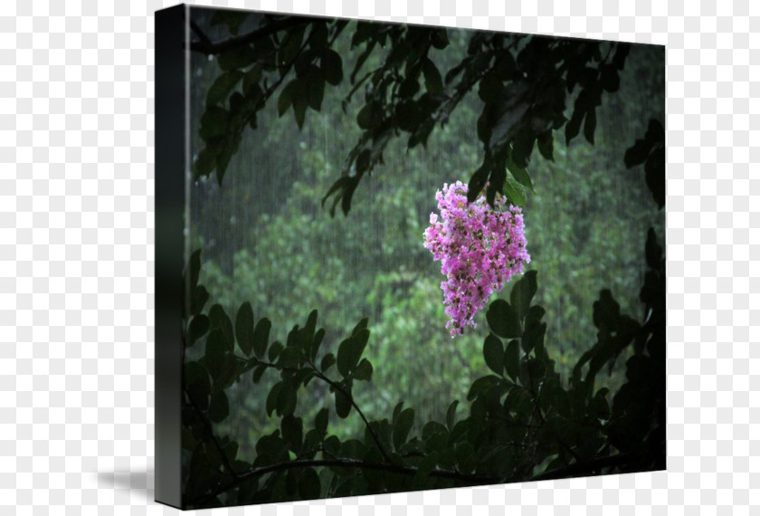 Crepe Myrtle Shrub Common Lilac Petal PNG