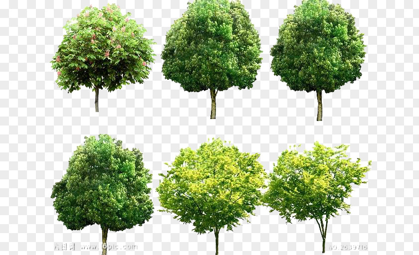 Environmental Image Tree Garden Landscape PNG