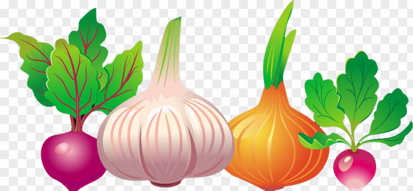 Garlic Common Beet Vegetable Euclidean Vector Beetroot PNG