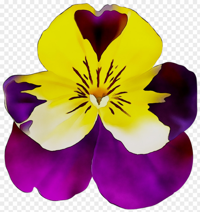 Pansy Herbaceous Plant Plants PNG