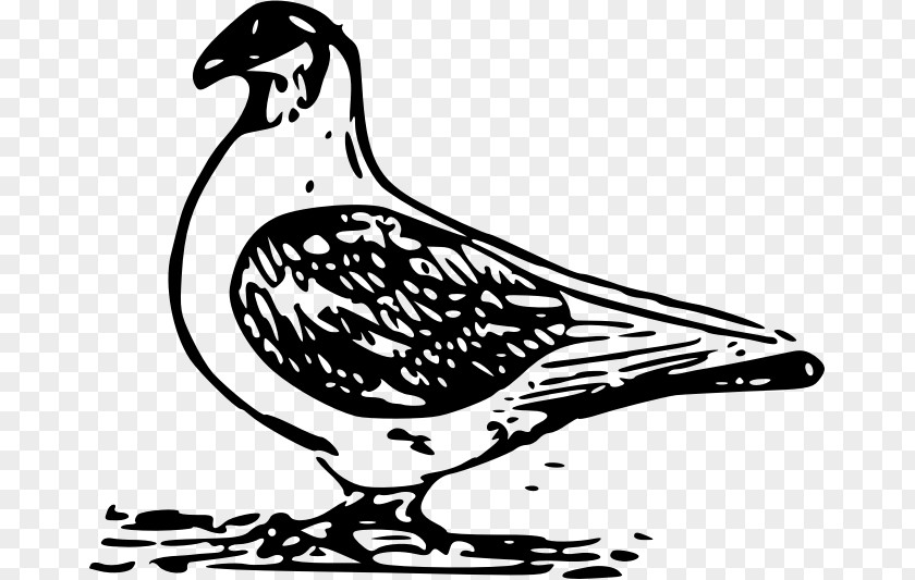 Pigeon Vector English Carrier Bird Columbidae Clip Art PNG