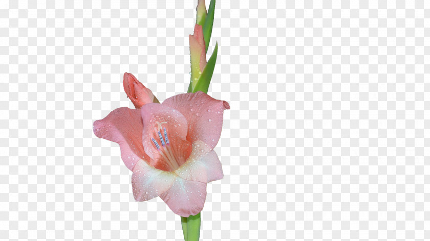 Pink Gladiolus Xd7gandavensis Icon PNG