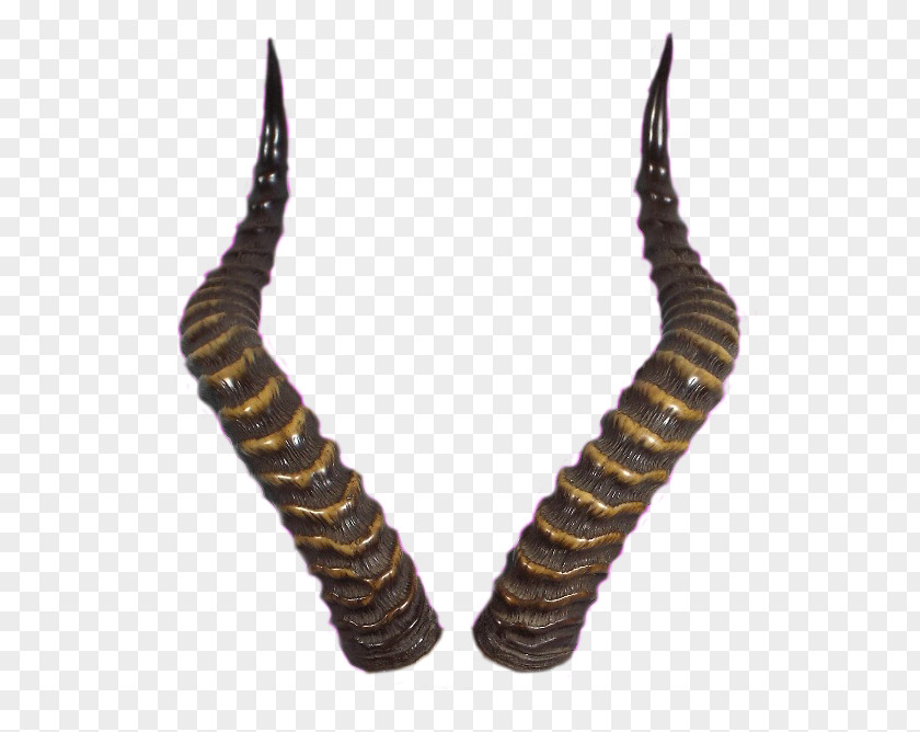 Reindeer Horn Image Antler PNG