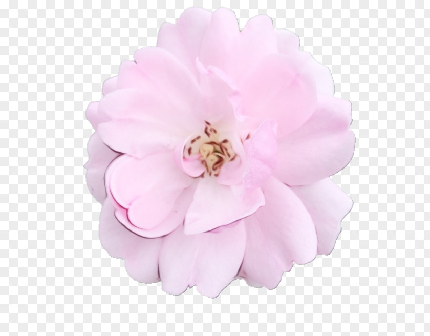 Cabbage Rose Pastel Pink Flowers PNG