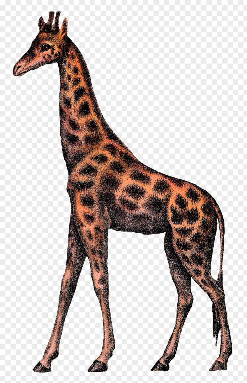 Circus Animal Giraffe Clip Art PNG