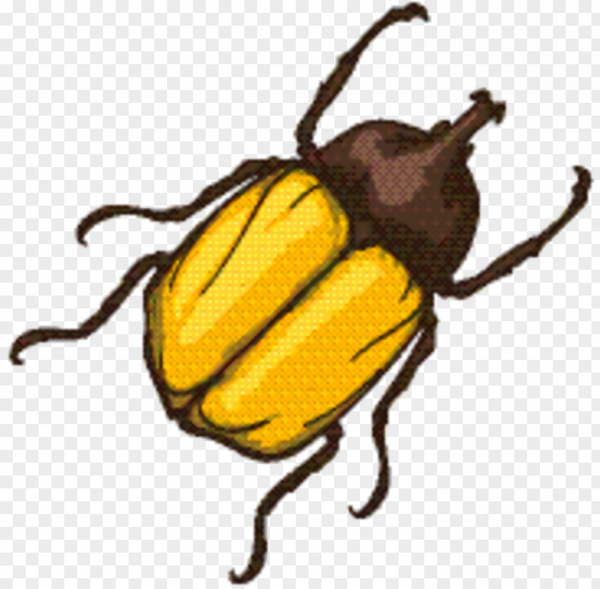 Darkling Beetles Japanese Beetle Cartoon Bee PNG