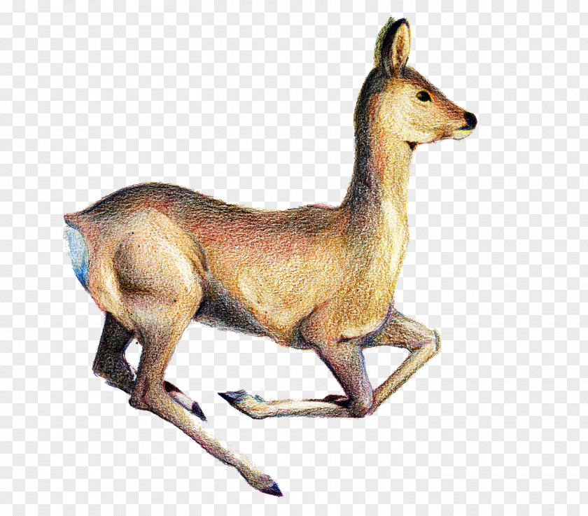 Deer Red Canidae Animal PNG