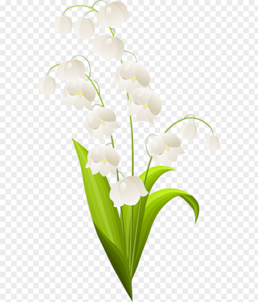 Lily Of The Valley Lilium Drawing PNG