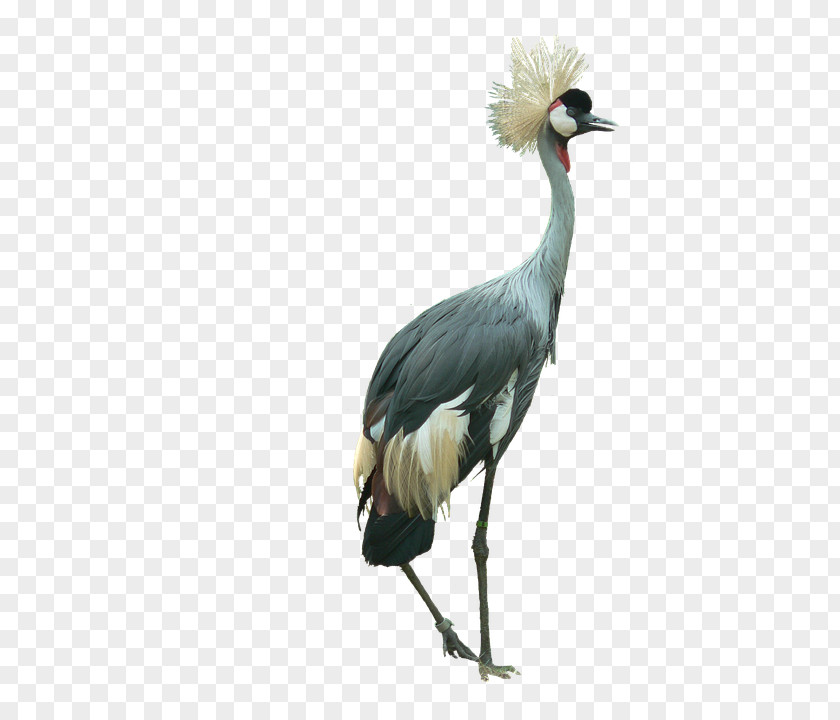 Bird Black Crowned Crane Image PNG