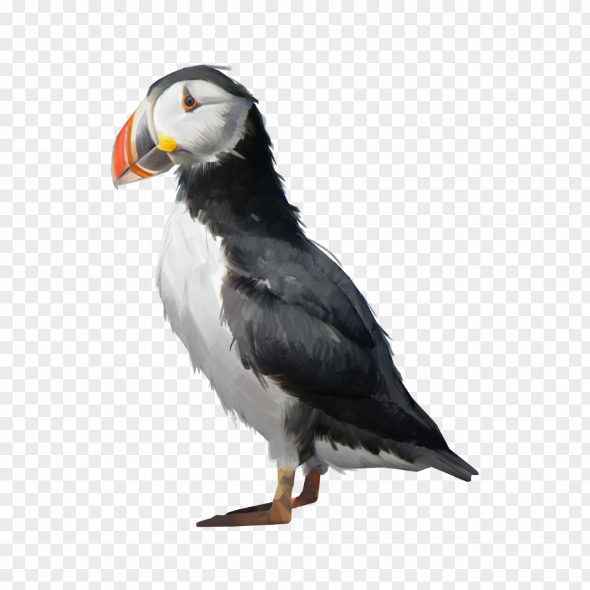 Bird Puffin Shorebirds Beak Image PNG