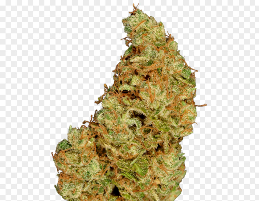 Cannabis Hemp Conifer Cone Seed Tetrahydrocannabinol PNG