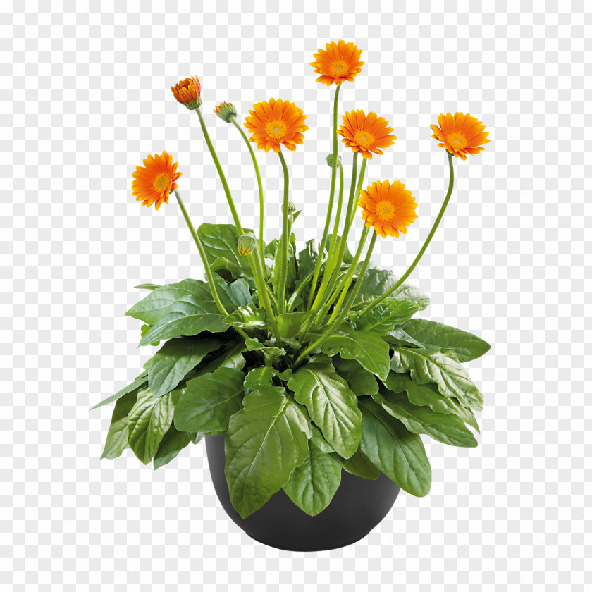 Chrysanthemum Cut Flowers Barberton Daisy Seed PNG