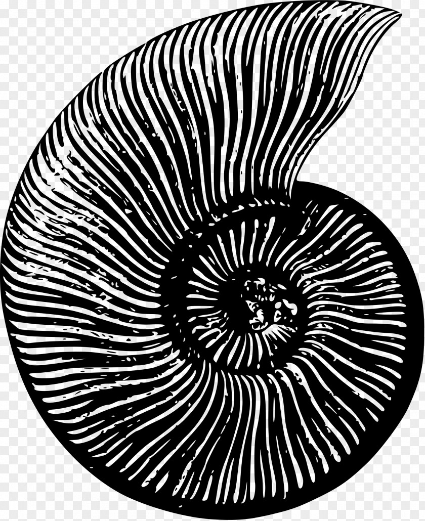 Fossil Ammonites Nautilidae Seashell Clip Art PNG
