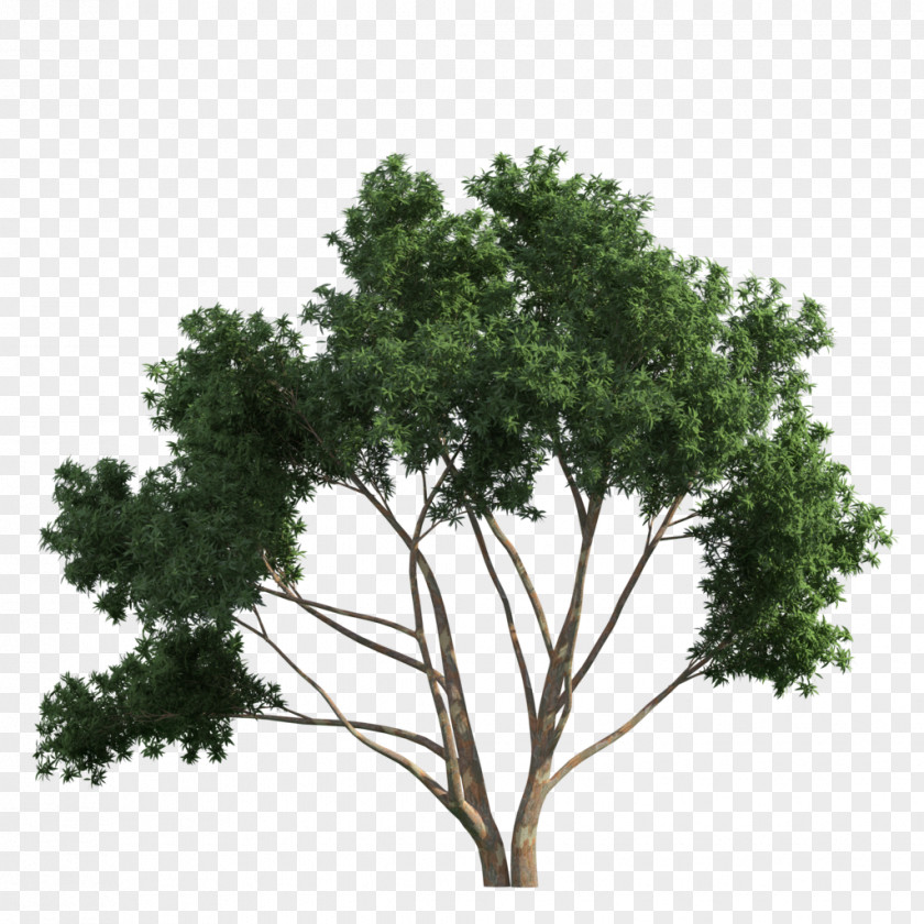 Greetings Clip Art Tree Image Branch Shrub PNG