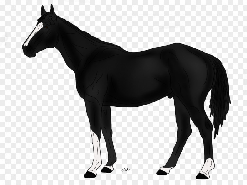 Irregular Stripes Thoroughbred American Quarter Horse Appaloosa Morgan Breyer Animal Creations PNG