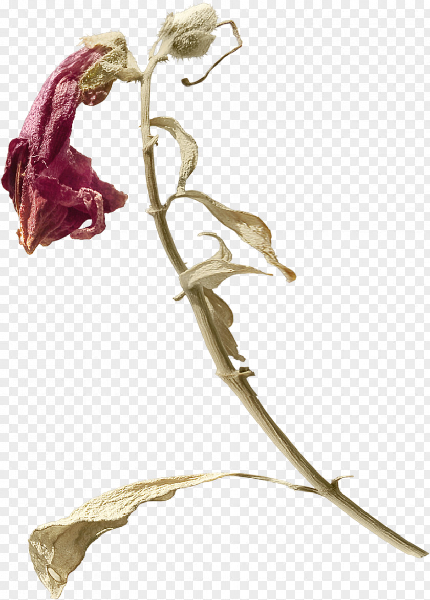 Karim Twig Plant Stem Flowering PNG
