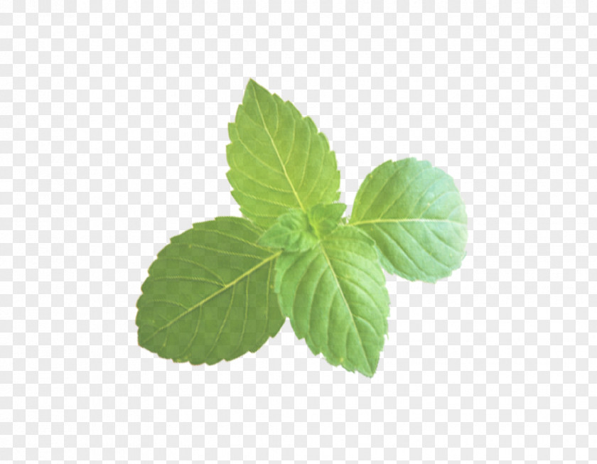 Peppermint Jiaogulan Leaf Plant Flower Mint Herb PNG