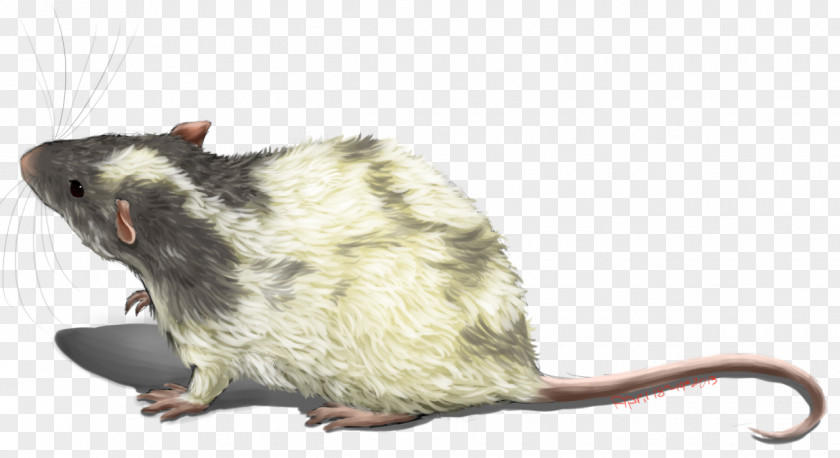 Rat & Mouse Gerbil Rodent Mammal PNG