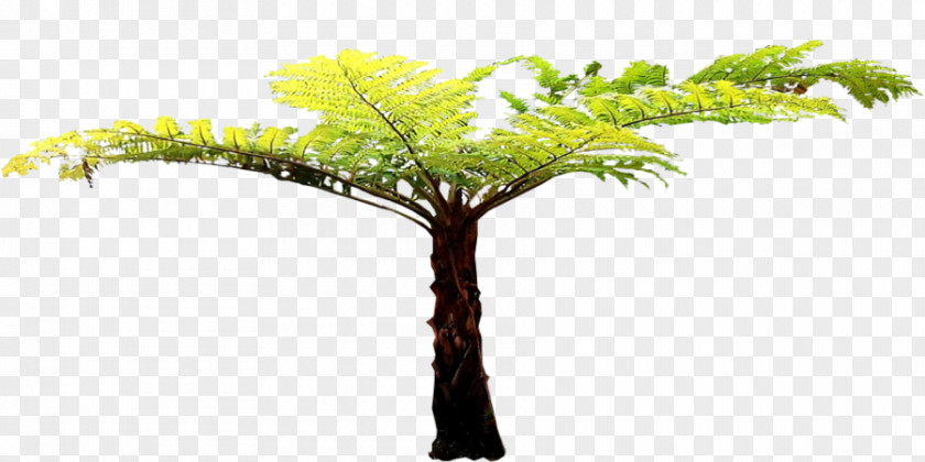 Tree Twig Fern Plant Stem PNG