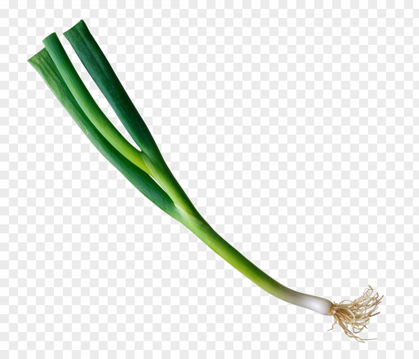 Vegetables Onion Allium Fistulosum Download Clip Art PNG
