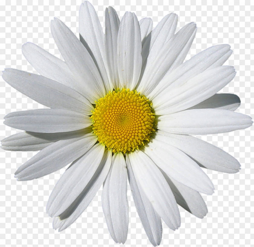 Chamomile Common Daisy Clip Art PNG