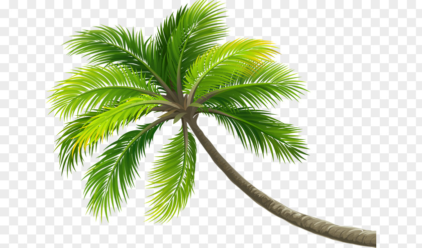 Coconut Tree Arecaceae Computer File PNG