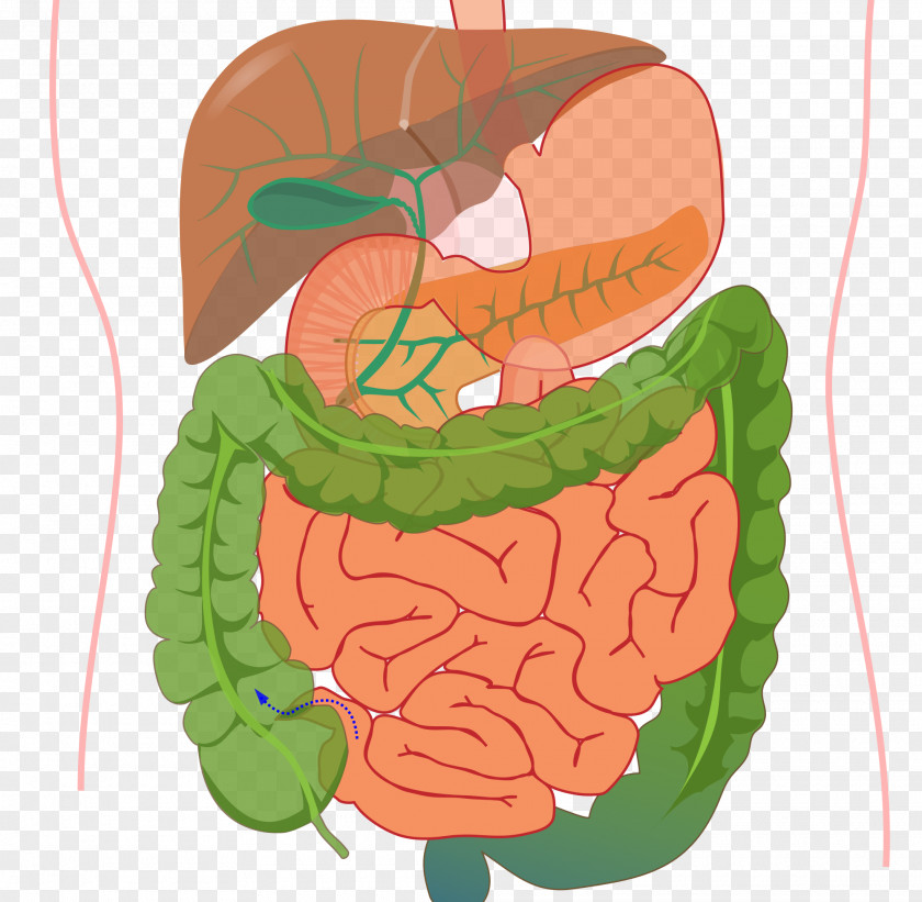 Gastrointestinal Tract Human Digestive System Digestion Organ Body PNG tract digestive system body, clipart PNG