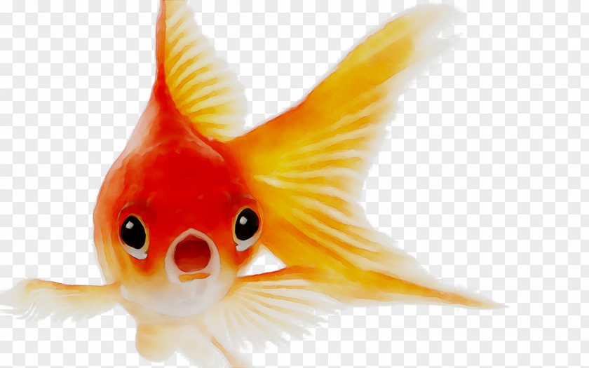 Goldfish Image Pet Koi PNG