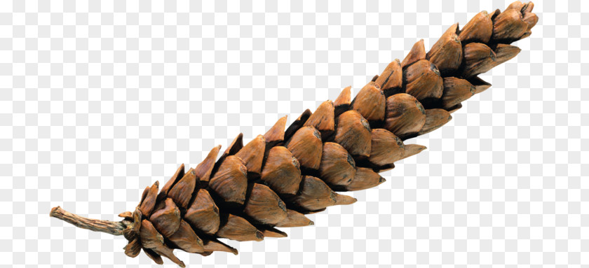 Pinecone Clip Art PNG