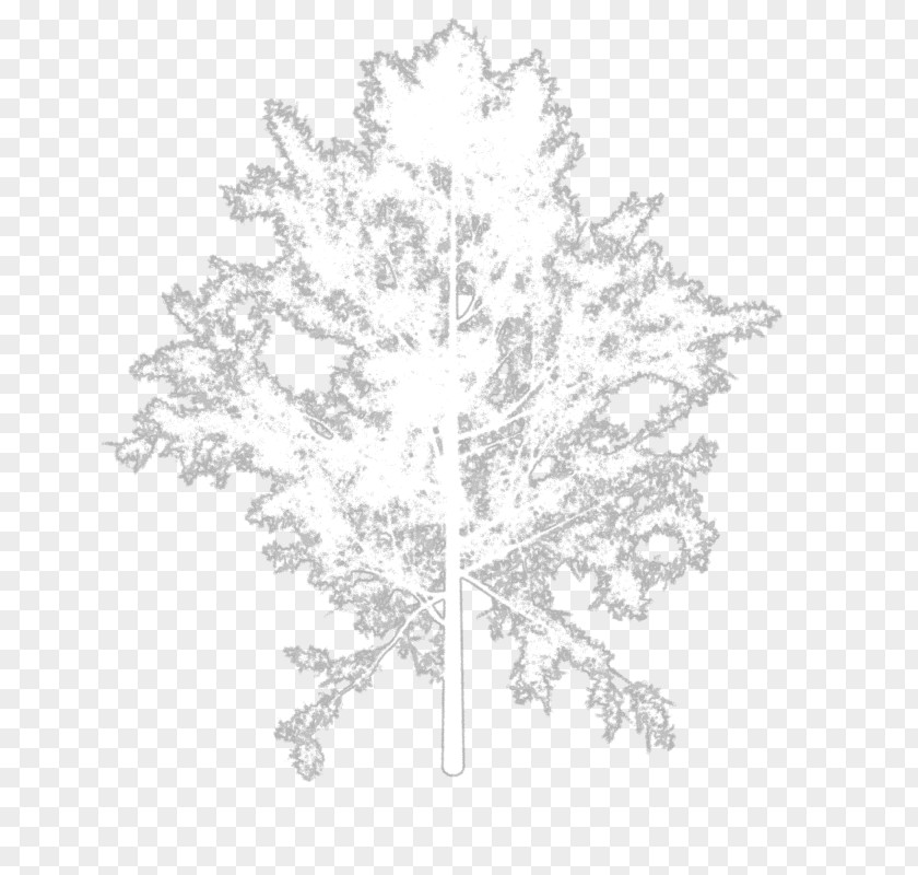 Tree Collection Twig White Line Art Leaf PNG
