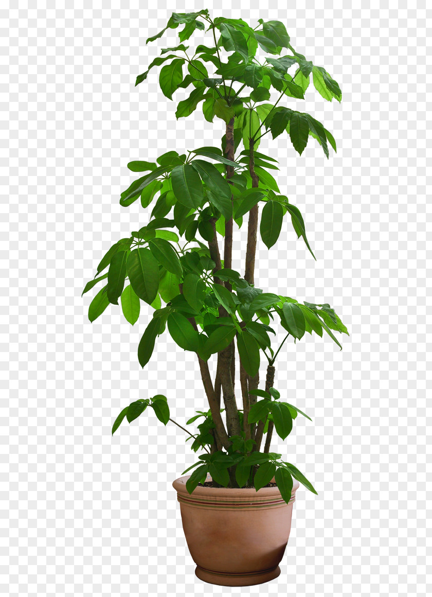 Beautiful Transparent Plants Guiana Chestnut Houseplant Tree PNG