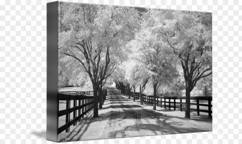 Country Road Picture Frames Gallery Wrap Cherry Blossom Photography PNG