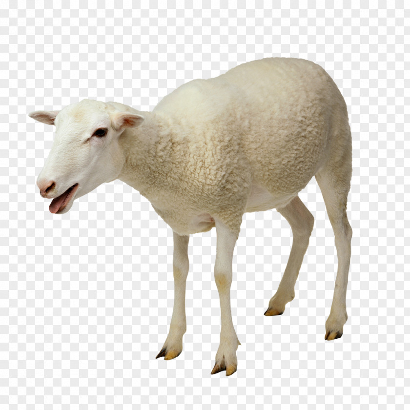 Goat Sheep–goat Hybrid Cattle Merino PNG