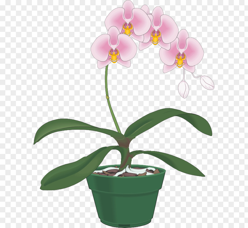 Orchid Petal Flower Flowering Plant Moth Flowerpot PNG
