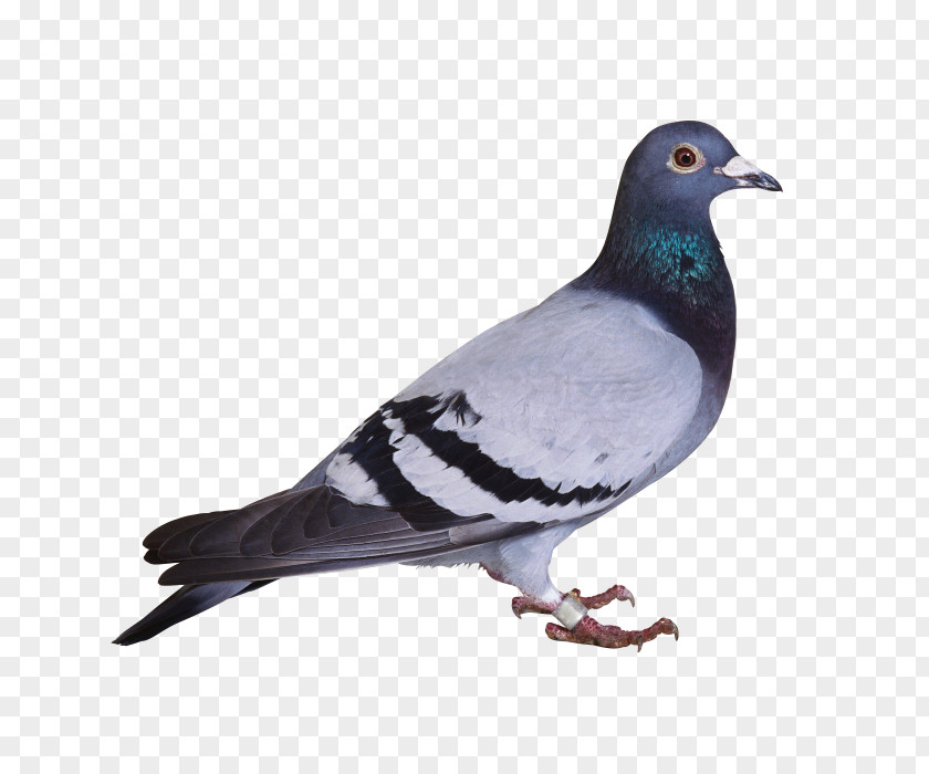 Bird Rock Dove Stock Pigeons And Doves Beak PNG