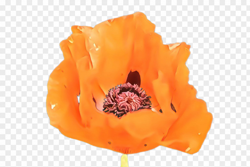 Coquelicot Tulip Poppy Flower PNG