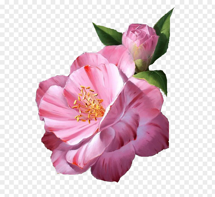 Flor Vintage Cabbage Rose Garden Roses Floribunda Painter Mont-de-Marsan PNG