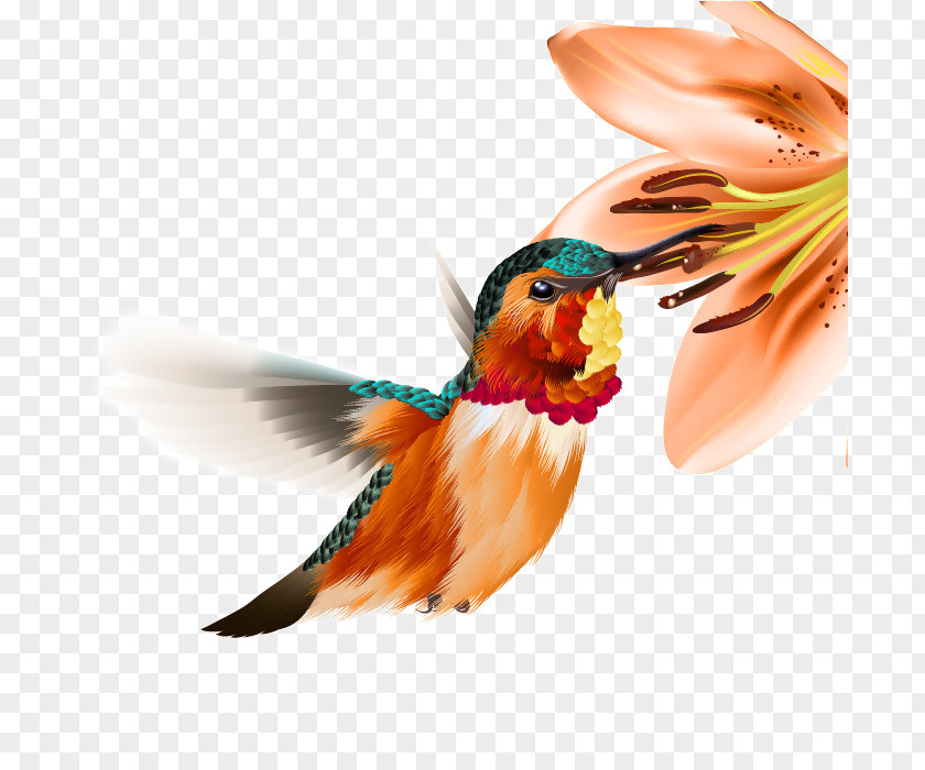 Free Buckle Hummingbird Clip Art PNG