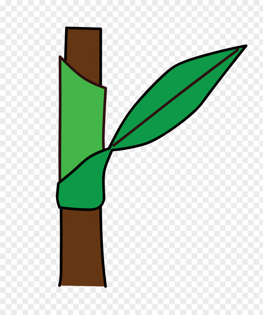 Leaf Ochrea Plant Stem Petiole Redshank PNG
