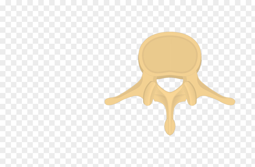 Lumbar Vertebrae Human Vertebral Column Thoracic PNG