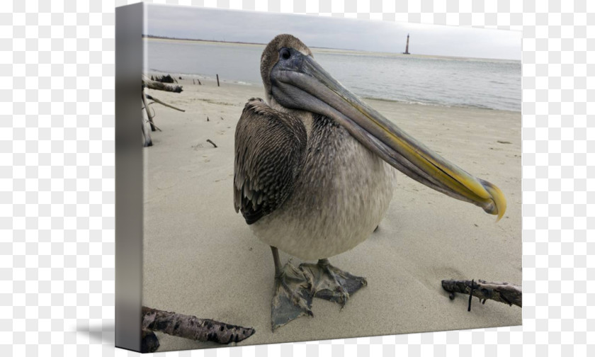 Pelican Folly Beach Gallery Wrap Canvas Beak PNG