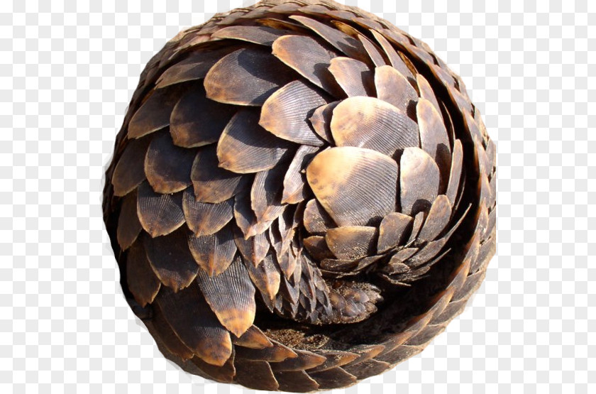 Scale Anteater Armadillo Mammal Philippine Pangolin PNG